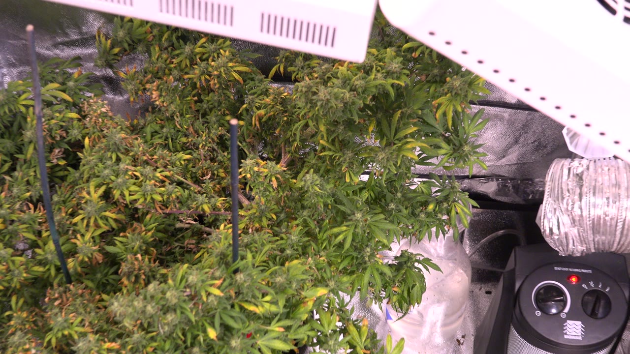 Leafy plants sit below a white sun lamp inside a reflective Westminster, Colorado enclosure, with silver ducting and a black round-topped device visible, and no visible people.