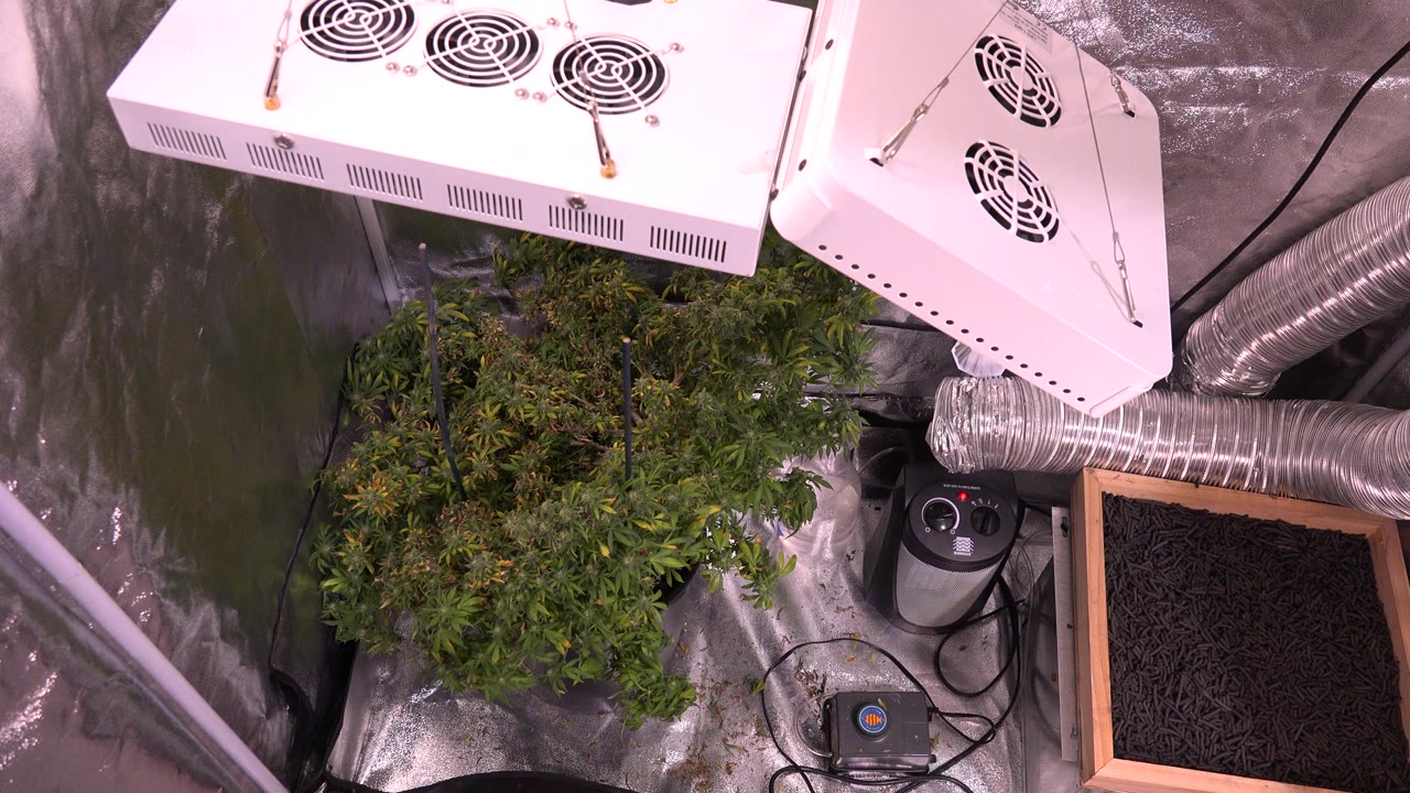 Opening frame of a Westminster, Colorado indoor grow setup with white light housings, a leafy plant, reflective wall covering, ducting, and a wooden planter box, no visible people.