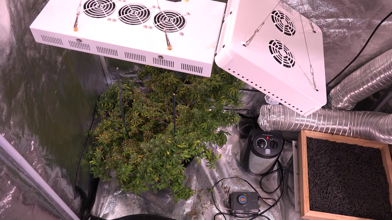 Indoor plant, white ventilation lights, ducting, and planter box.