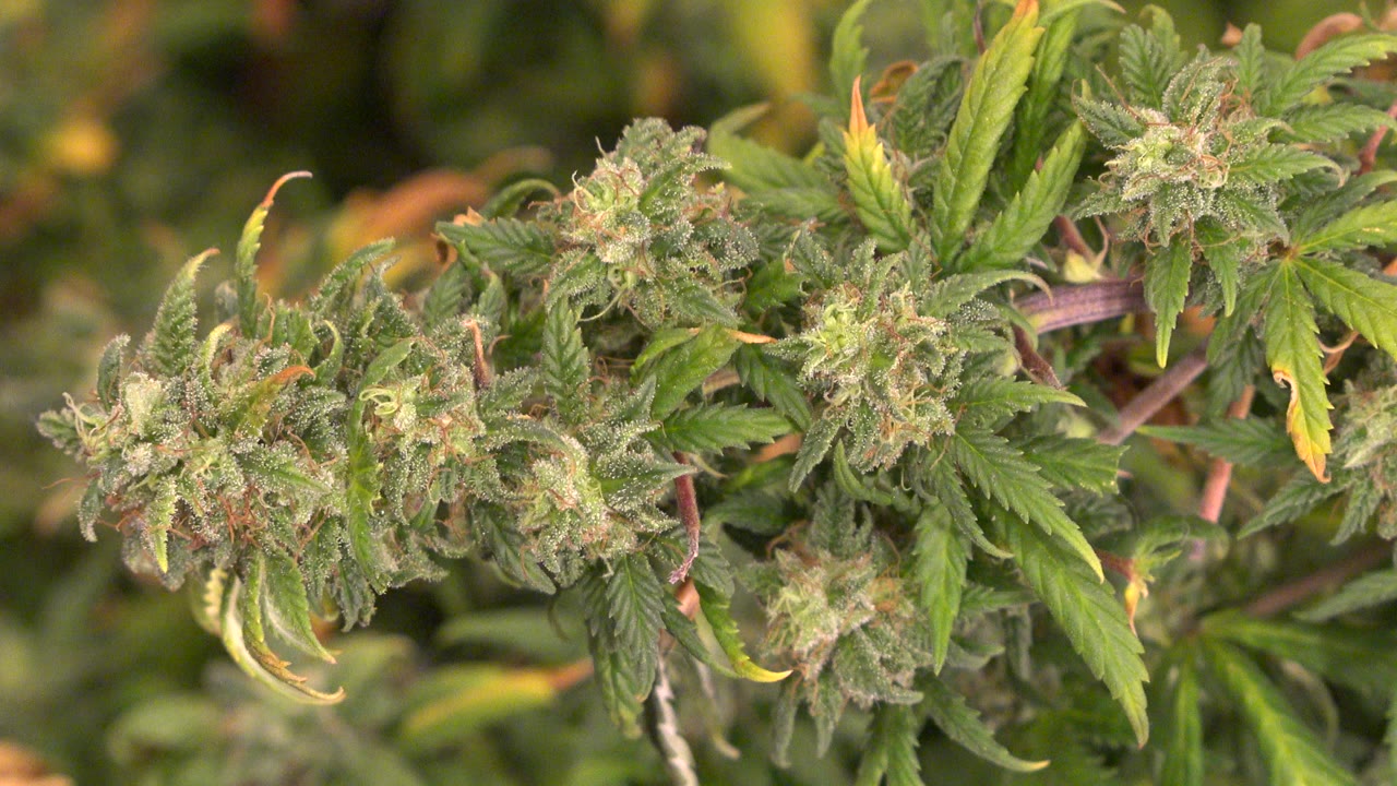 Close-up of flowering green plants with yellowing leaves and blurred foliage behind them in Westminster, Colorado, with no visible people.