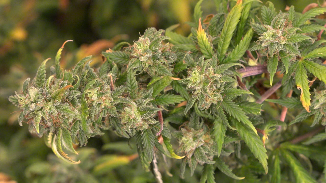 Dense flowering plant tops fill the frame in Westminster, Colorado, with serrated green leaves, pale yellow edges, and no visible people.