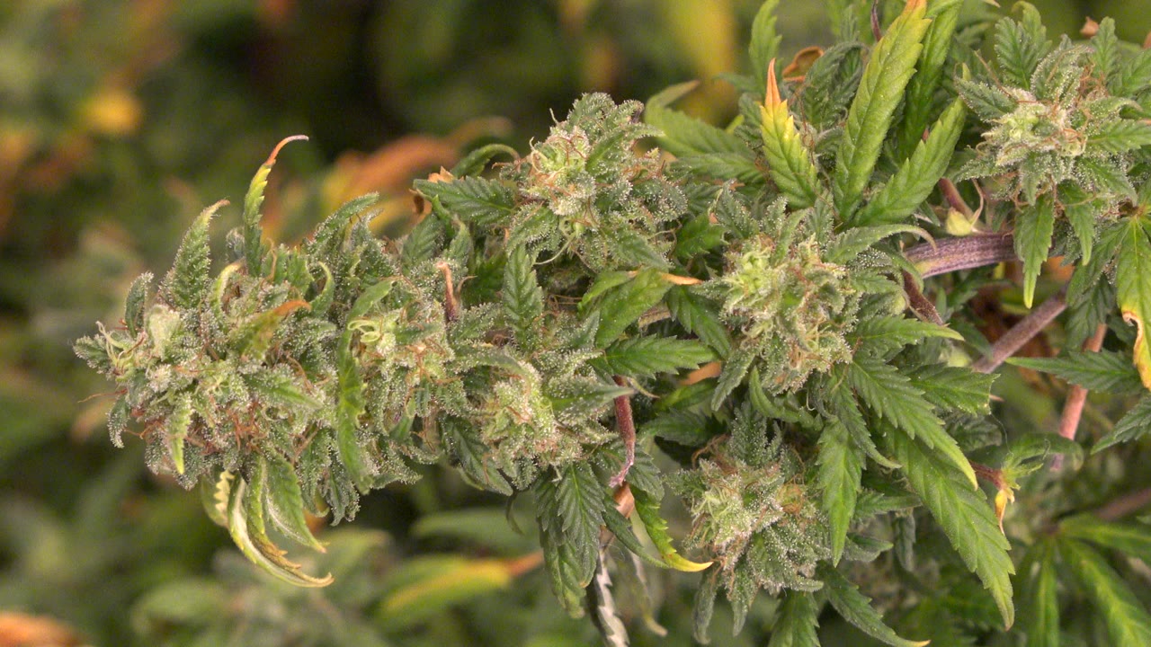Opening frame of a Westminster, Colorado plant close-up with clustered green buds, narrow leaves, yellowing tips, and no visible people.