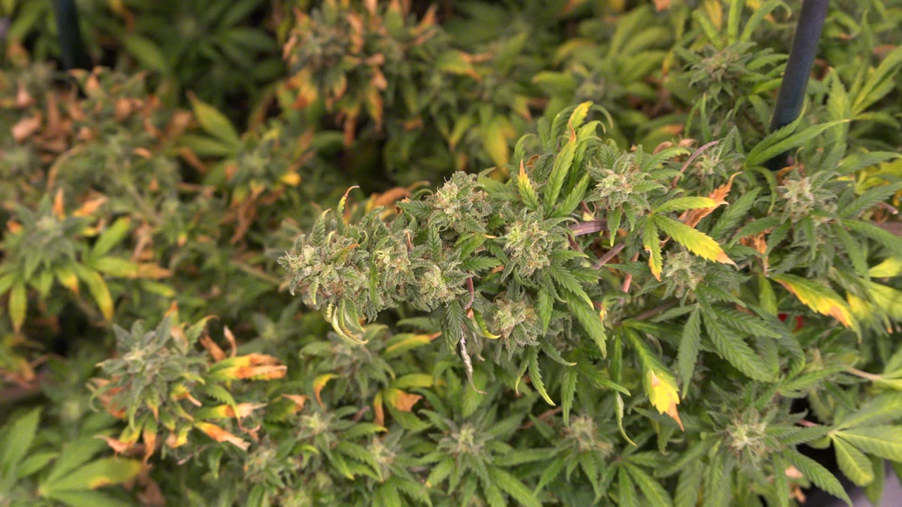 Close view of flowering green plants on a reflective surface.