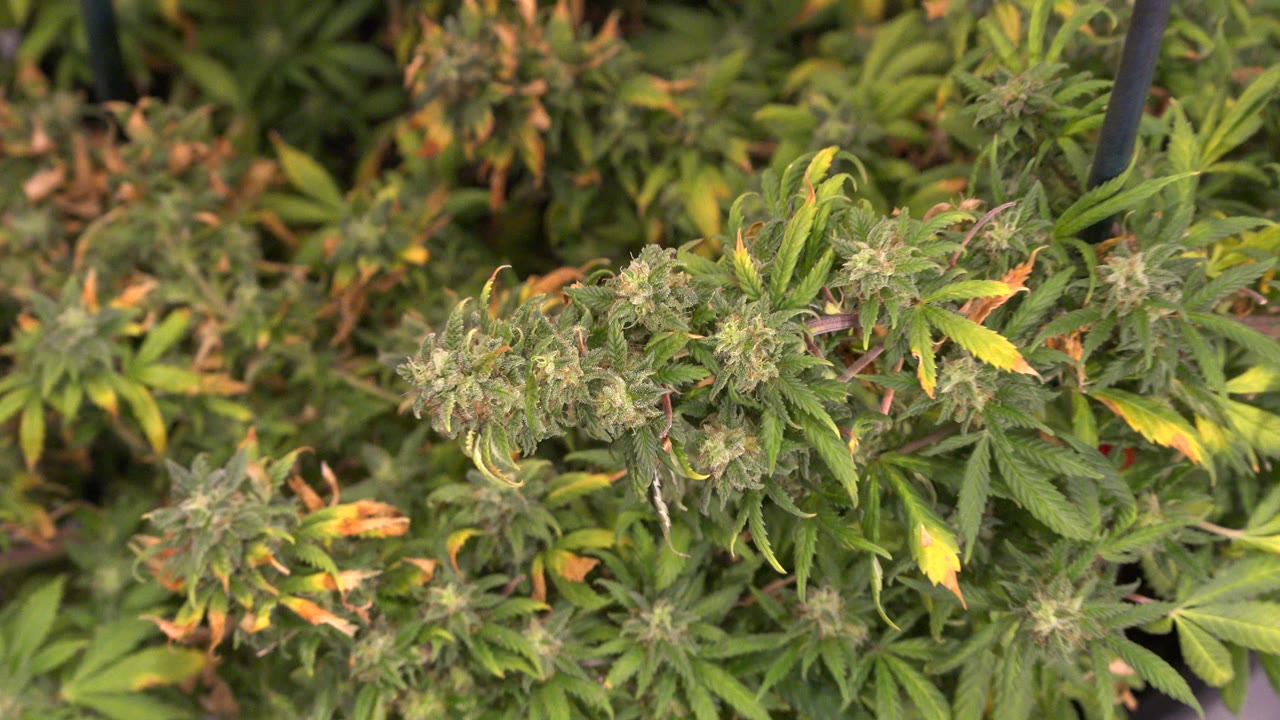 A slightly wider overhead frame shows multiple leafy plant tops and yellowing leaf tips on the table in Westminster, Colorado, with no visible people.