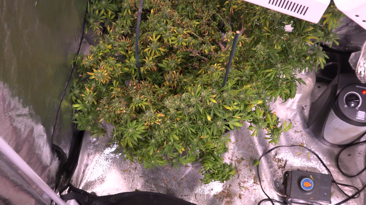 Overhead view of leafy plants inside a reflective grow tent