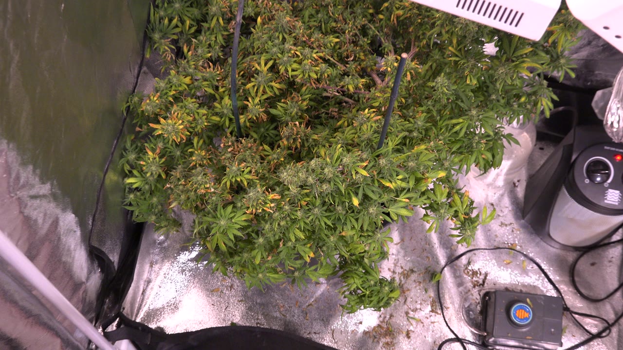 Westminster, Colorado frame showing leafy plants beneath overhead grow lighting, with a round black device, cables, reflective walls, and no visible people.