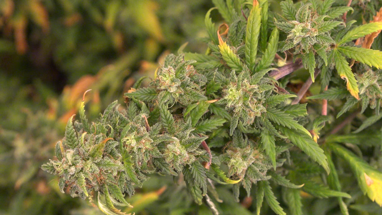 Close cannabis buds and green leaves under warm light.