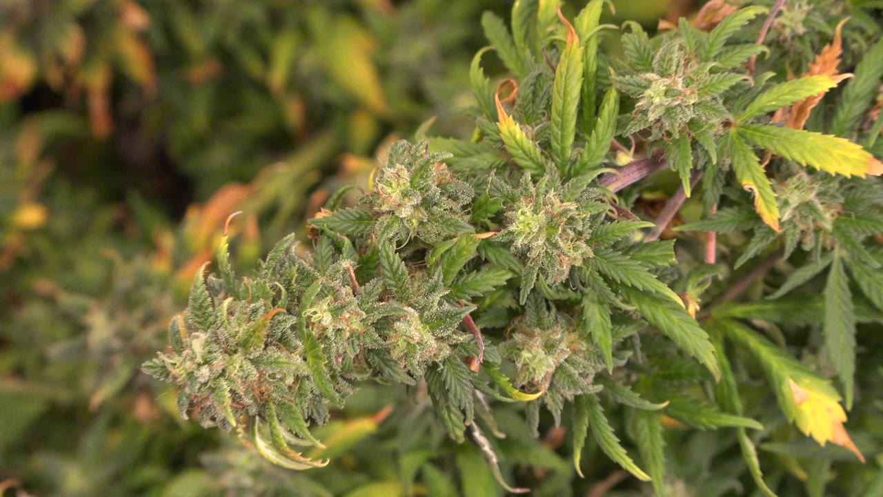 Close cannabis foliage with buds and yellow leaf tips.