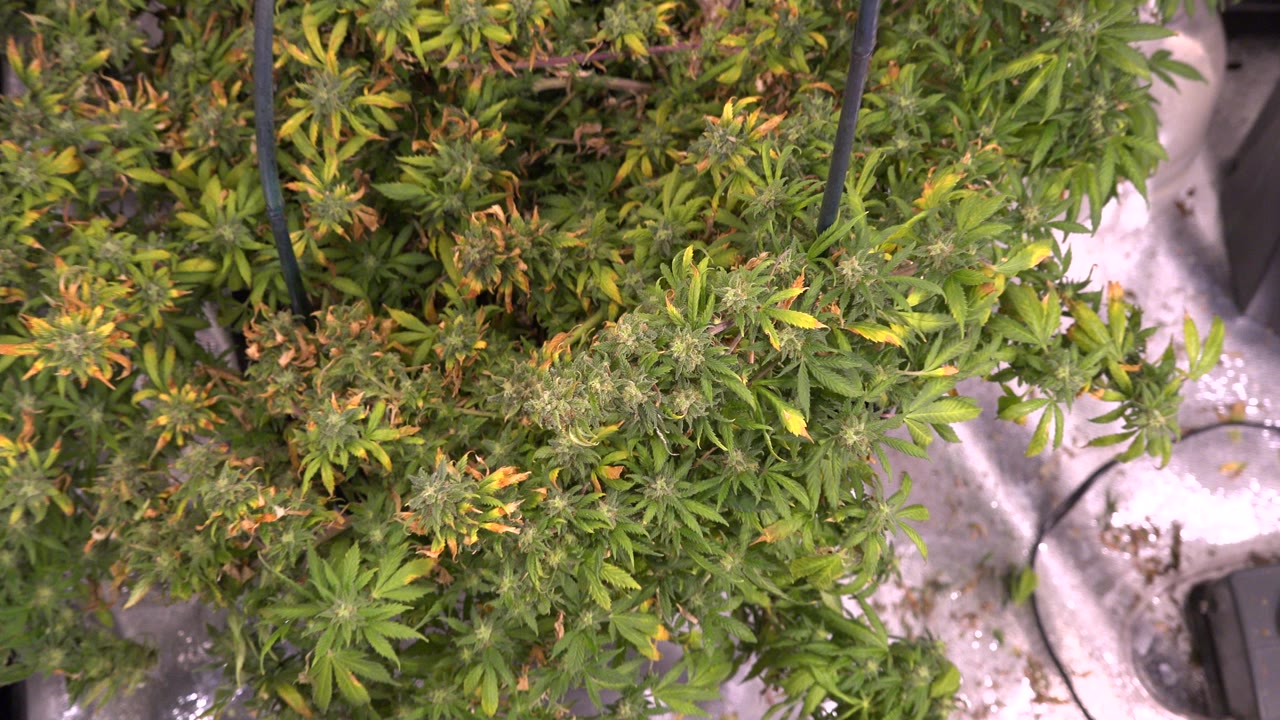 Overhead frame of indoor hydroponic plants in Westminster, Colorado, with green leaves, orange-tinted growth, reflective white floor material, and no visible people.