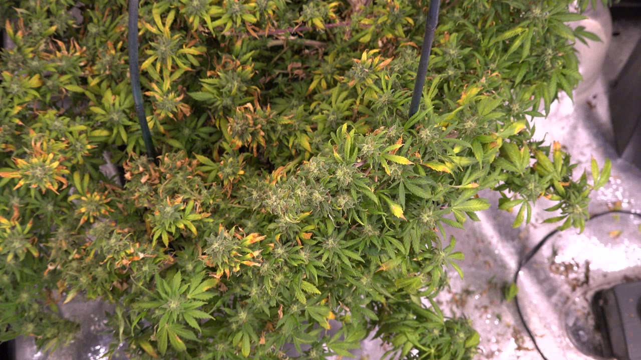 Second overhead view of the Westminster indoor hydroponic setup, with dense green foliage centered over white reflective flooring and no visible people.