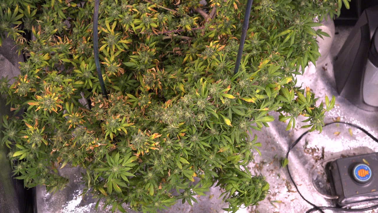 Plant canopy above white floor with a black device partly visible at the lower right.