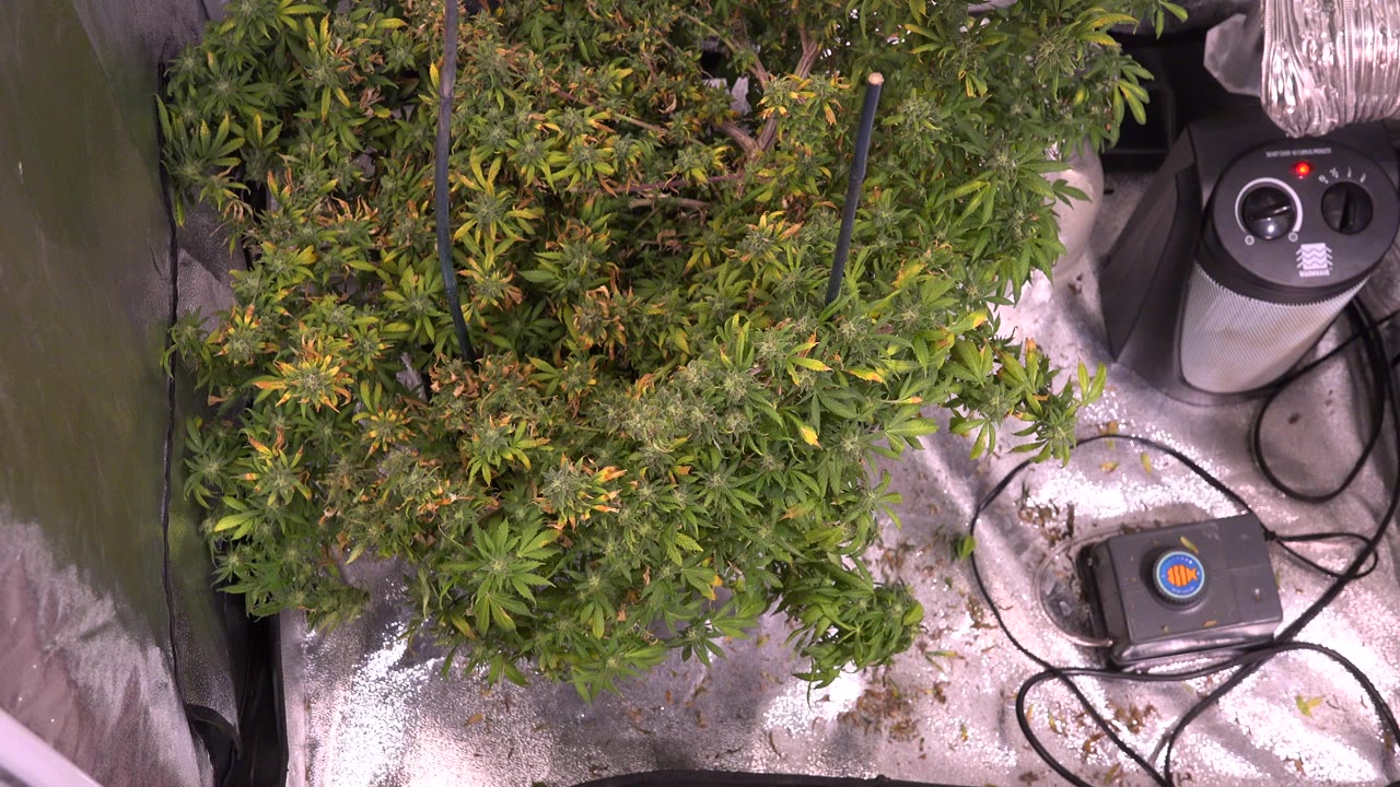 Opening frame from Westminster, Colorado shows dense green potted plants in a reflective indoor enclosure beside cables, tubing, a black device, and a gray control unit, with no visible people.