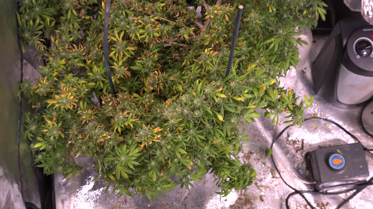 Overhead view of cannabis plants beside grow room equipment and cords.