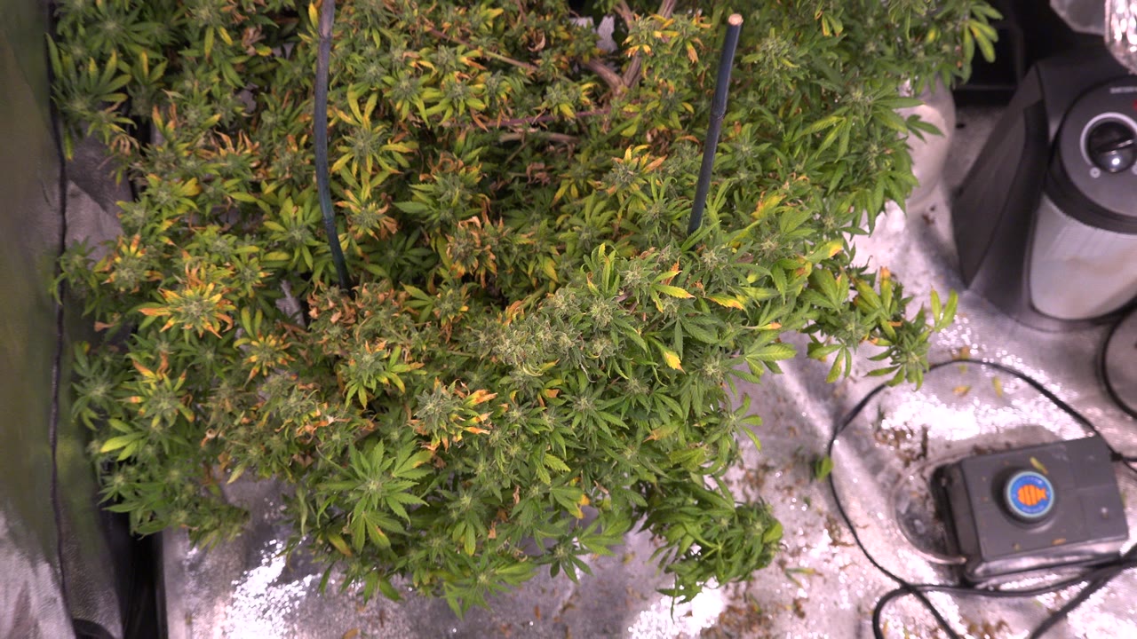 Westminster, Colorado indoor cultivation frame with cannabis plants covering most of the image, black cords crossing the scene, equipment at the lower right, and no visible people.