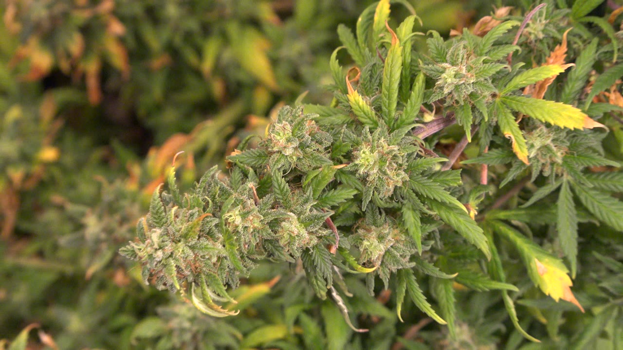 Close-up of leafy flowering plants in warm garden light.