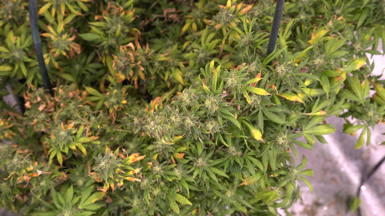 Close overhead view of green and orange indoor plants under pink grow light.