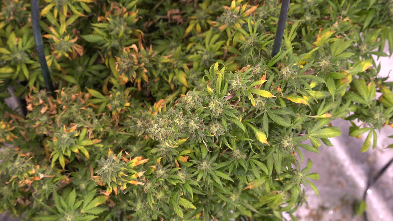 Overhead Westminster, Colorado grow-room frame with green plant tops, orange-brown foliage, black rods, and reflective material along the right side, with no visible people.
