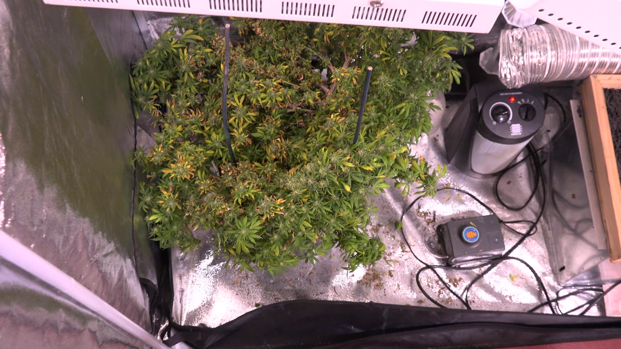Overhead view of leafy plants inside a reflective grow tent