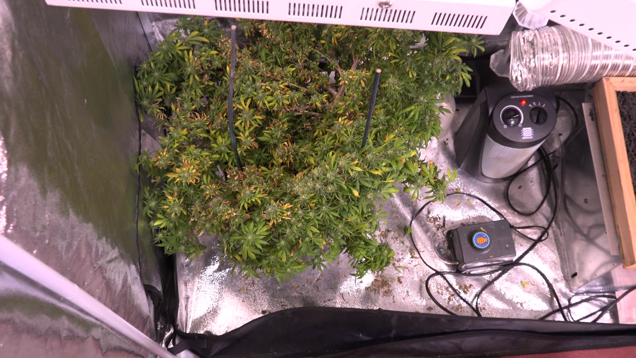 A second overhead view in the Westminster, Colorado clip keeps the leafy plants centered while the white grow light, ducting, and black cables remain visible along the right side, with no visible people.