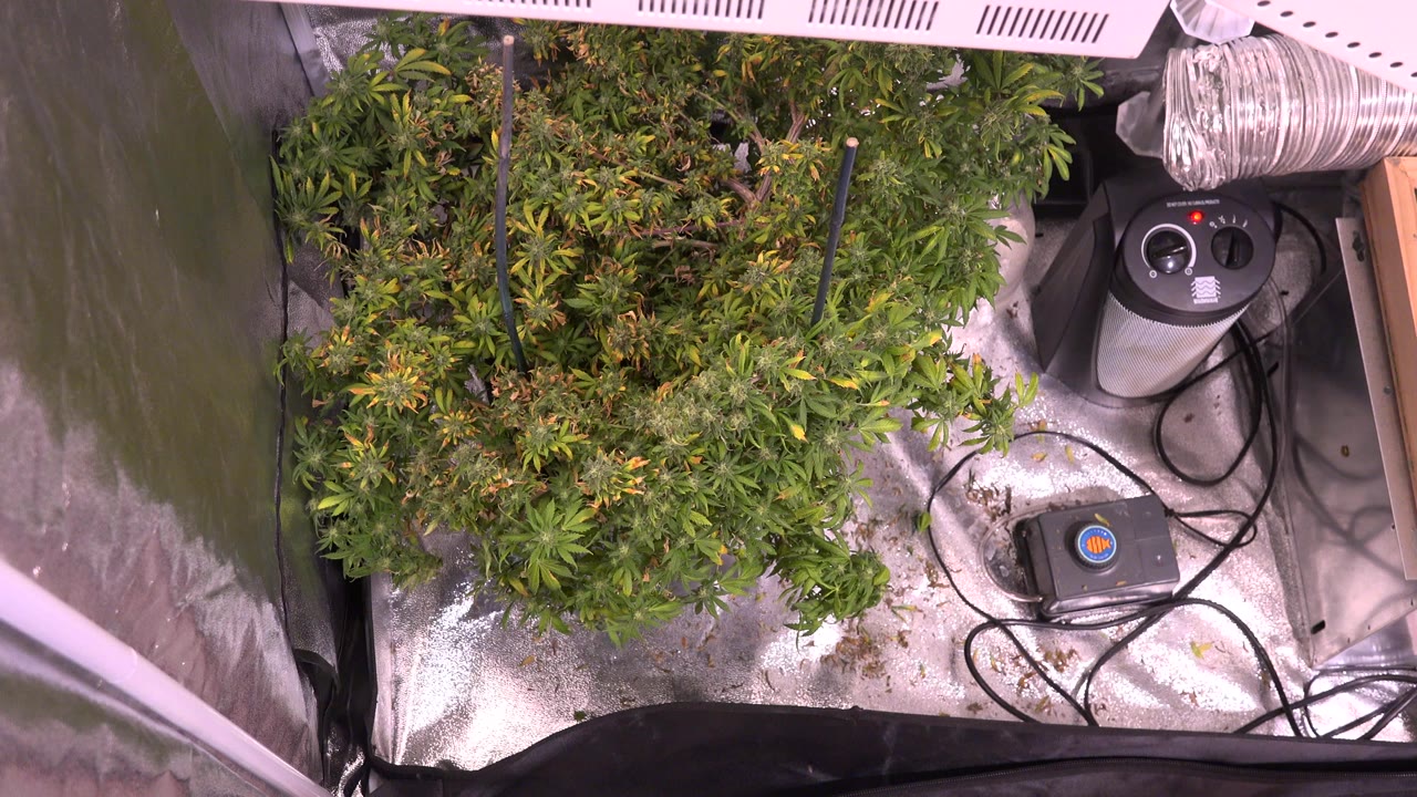 At 0:00, the Westminster, Colorado clip shows leafy green plants from above inside a reflective enclosure with cords and equipment visible, with no visible people.