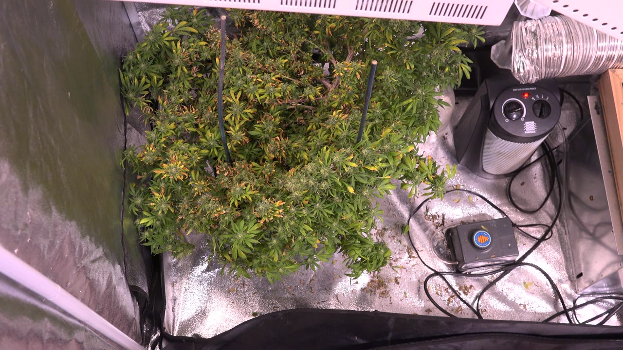 Dense green foliage under a light with cords and equipment nearby.