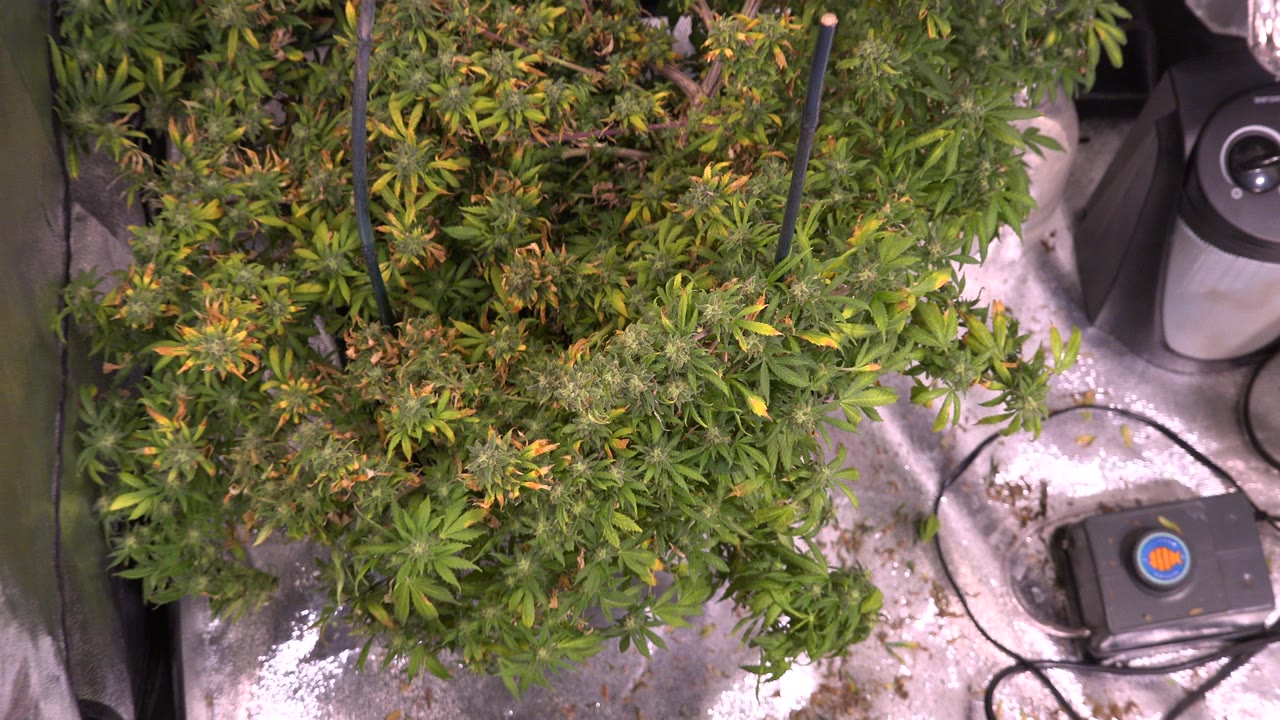 Overhead view of marijuana branches beside greenhouse equipment.