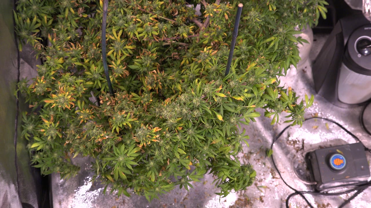 At 0:01 in Westminster, Colorado, the camera view remains over marijuana foliage with a black device, cords, and pale greenhouse flooring visible at right, with no visible people.
