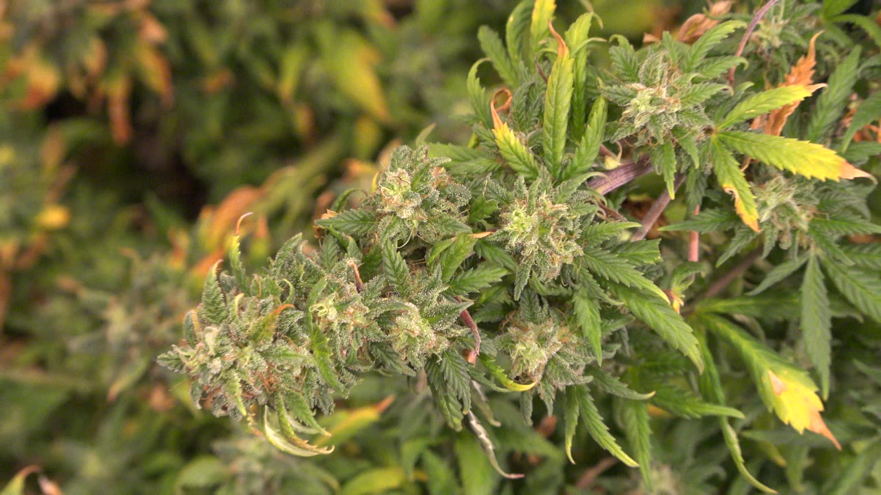 Cannabis flower clusters remain centered in warm natural light in Westminster, Colorado, with yellow-green leaves and no visible people.