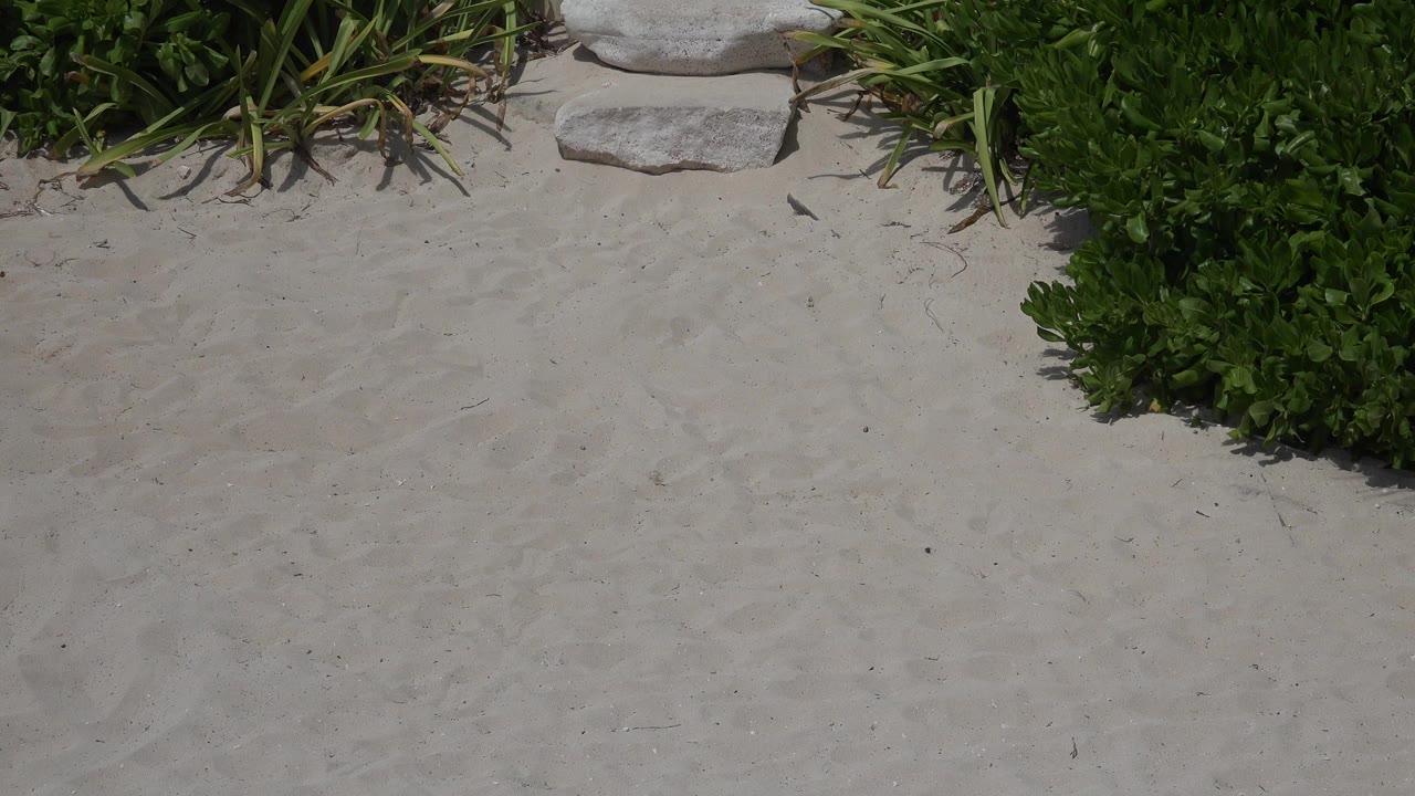 Pale sand fills most of the first Playa del Carmen frame, with low green beach plants, spiky leaves, and flat stones along the top edge, no visible people.
