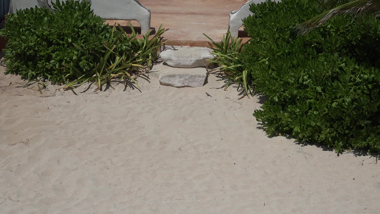 Sandy ground, stone steps, and dense green plants near a low altar wall.