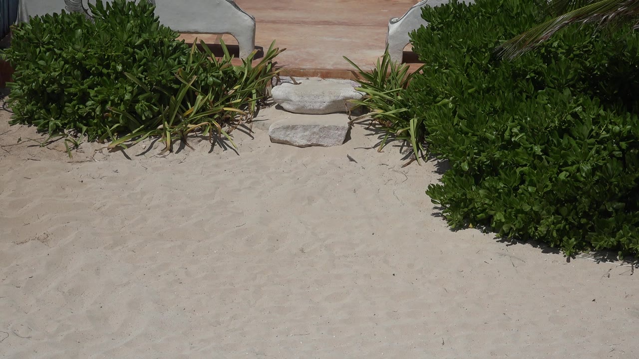 Playa del Carmen frame with the stone step path centered near dense shrubs, spiky plants, pale sand, and a white altar base cropped at the top with no visible people.