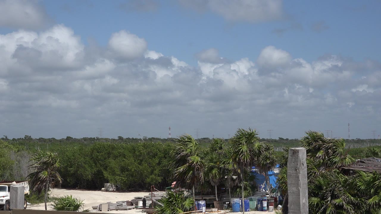 Cloudy sky above palms and low green vegetation