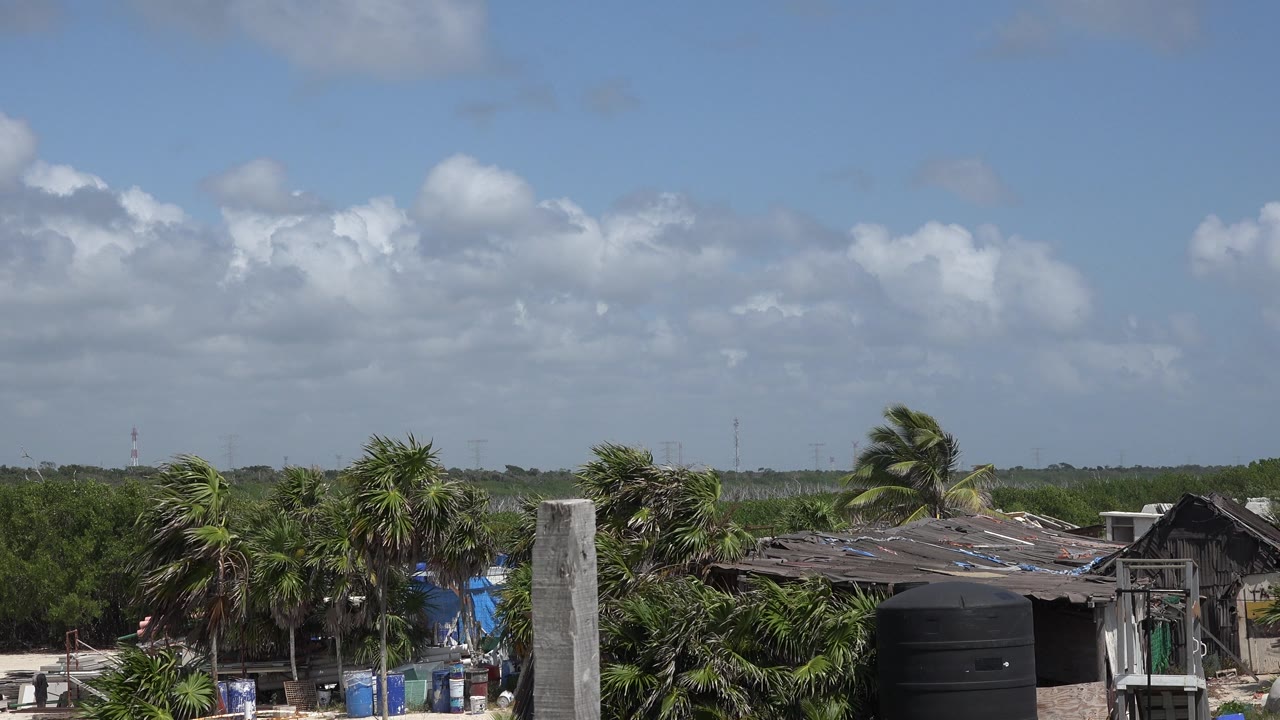 Wind-bent palms beside weathered roofs and blue tarp material.
