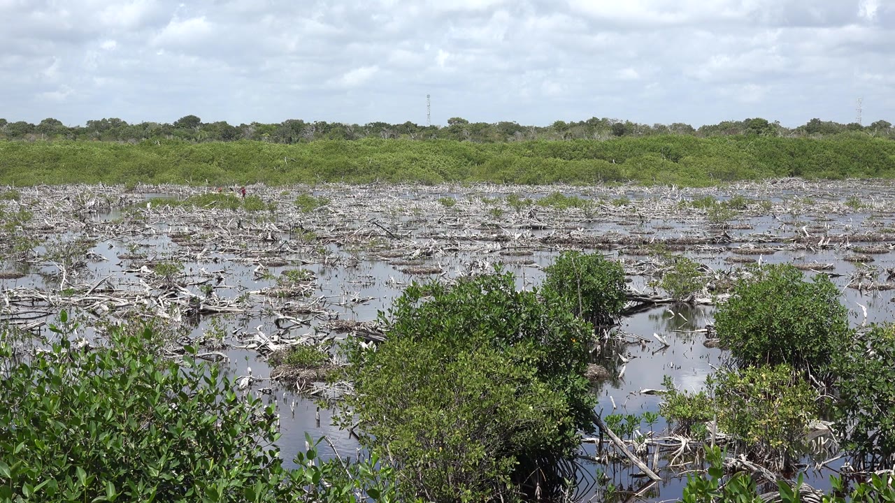 A nearly steady Playa del Carmen wetland frame shows bright green brush at the bottom edge, pale sticks across shallow water, a low green horizon, cloudy daylight, and no visible people.