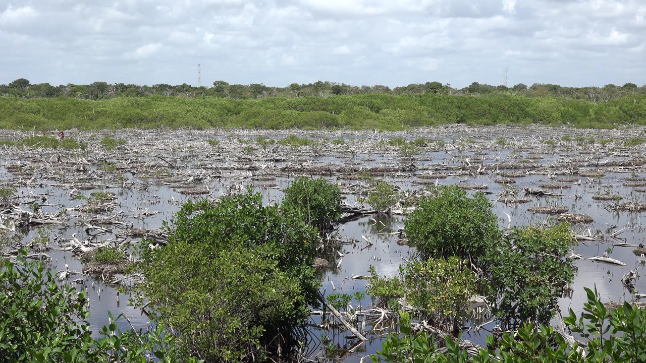 Wide view of a shallow river or wetland in Playa Del Carmen, Mexico, with green shrubs in the foreground, scattered branches in the water, a low tree line, and no visible people.