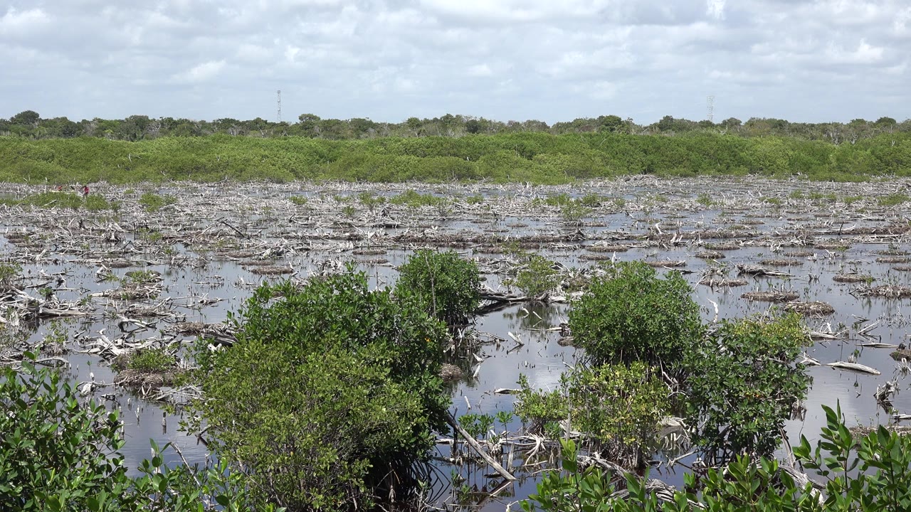 The second frame holds on the Playa Del Carmen waterway, with dense green shrubs at the lower edge, branch debris across the water, pale clouds overhead, and no visible people.