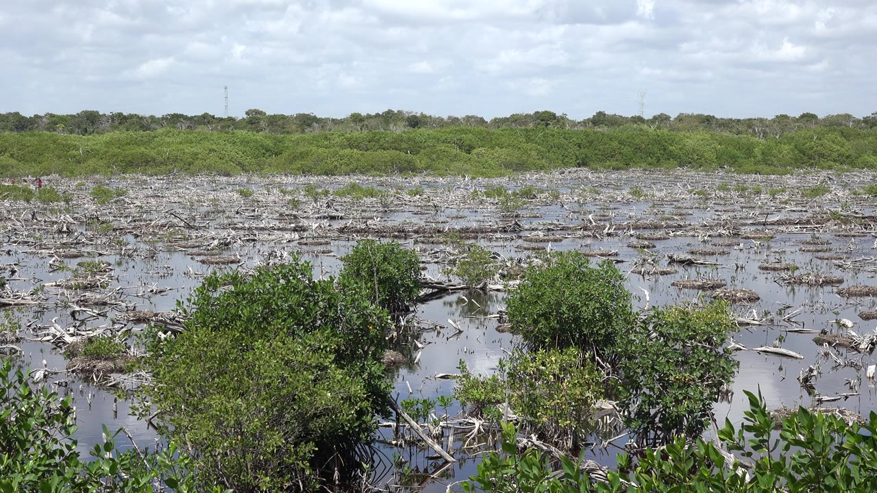 Green foreground bushes beside shallow water and scattered branches.