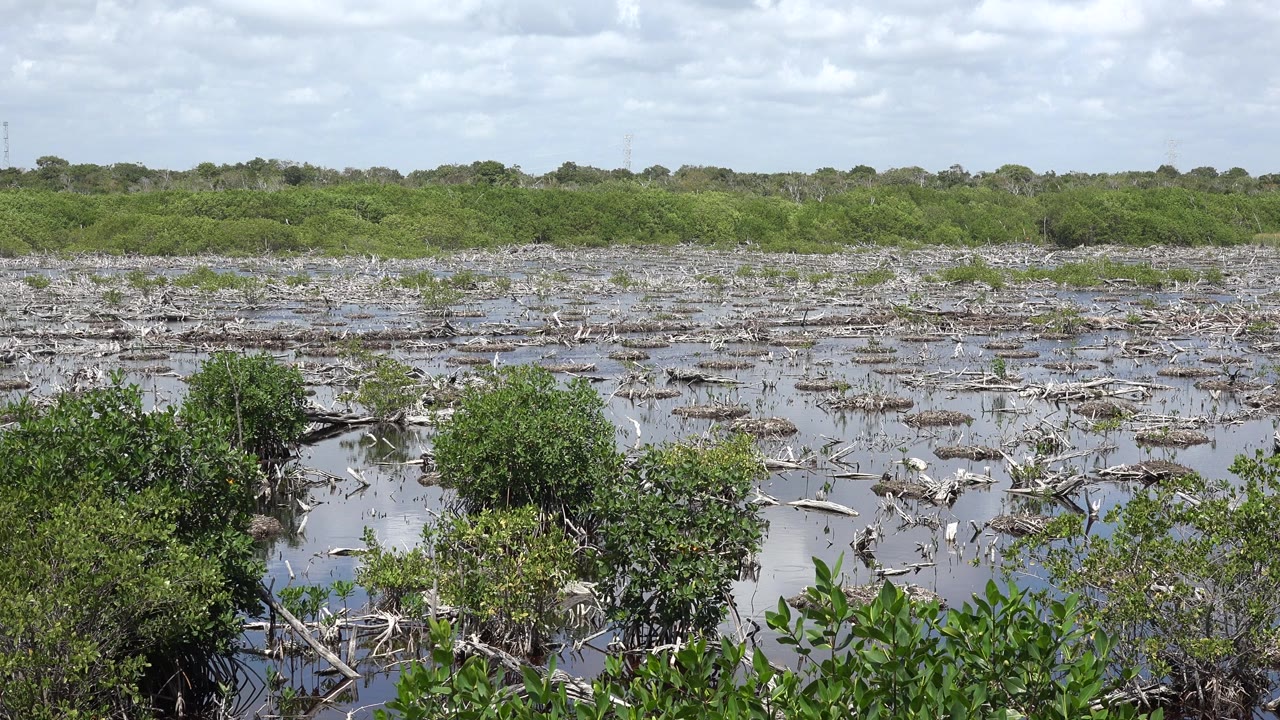 Opening view of a Playa Del Carmen marsh with dense foreground shrubs, still reflective water, pale branches, a distant green tree line, and no visible people.