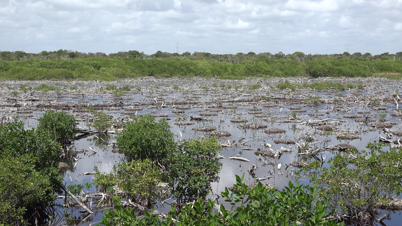 Open marsh water with low shrubs, branch debris, and green horizon.