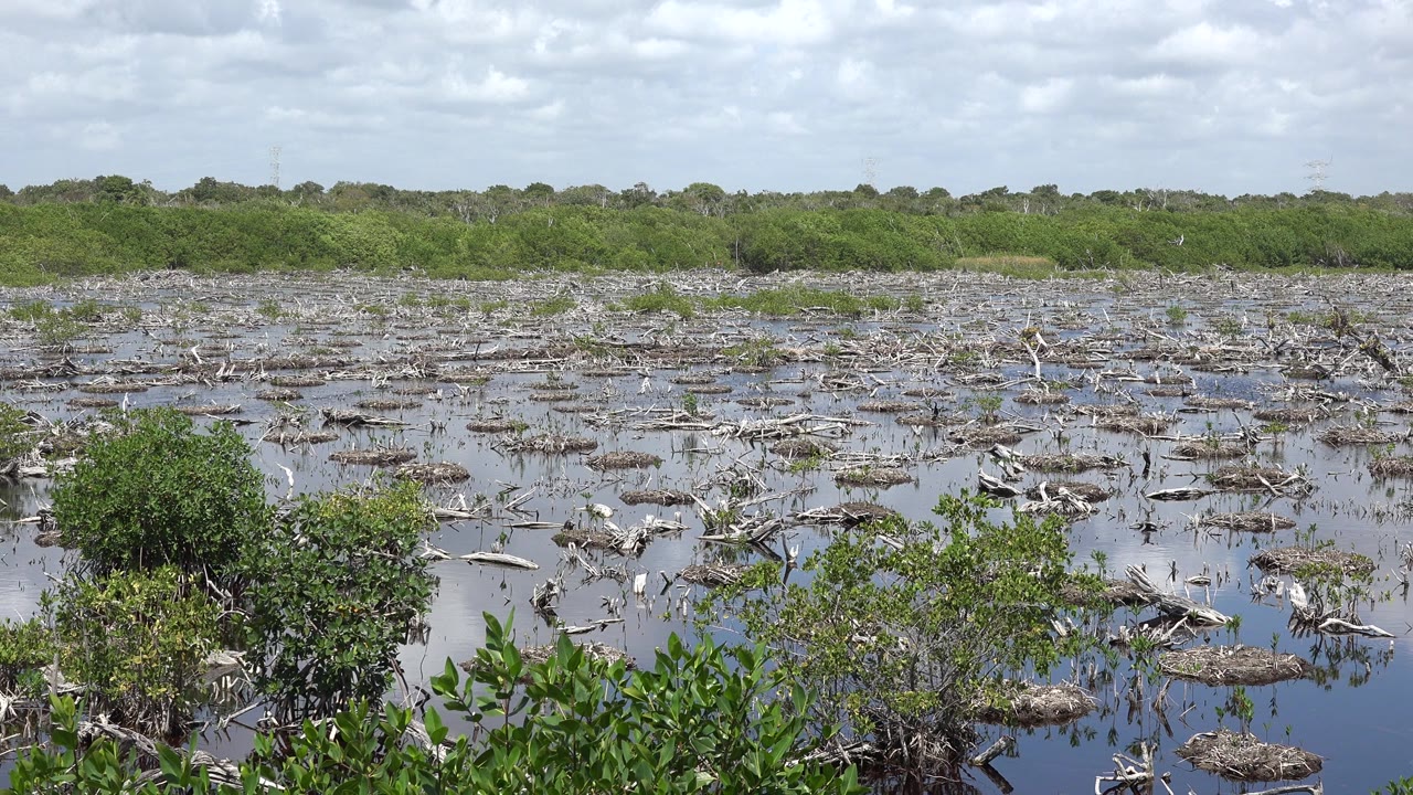 Marsh water with shrubs, driftwood, and a cloudy sky.
