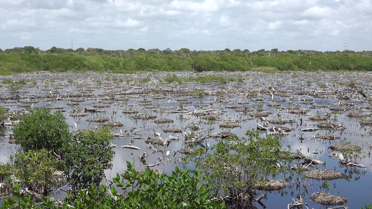 Early pan frame in Playa del Carmen, Mexico, with shallow water broken by dead branches, low green plants near the bottom edge, a continuous tree line, and no visible people.