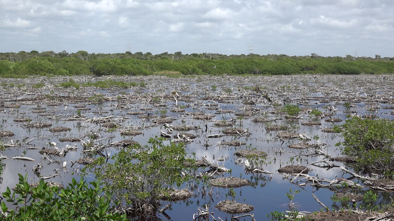 Opening frame of a Playa del Carmen wetland scene with shallow reflective water, low green shrubs, scattered pale branches, a flat tree line, white clouds, and no visible people.