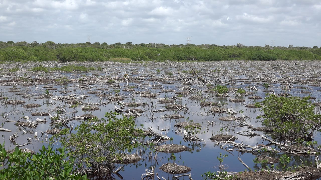 Reflective wetland with scattered branches, green vegetation, horizon trees, and clouds.