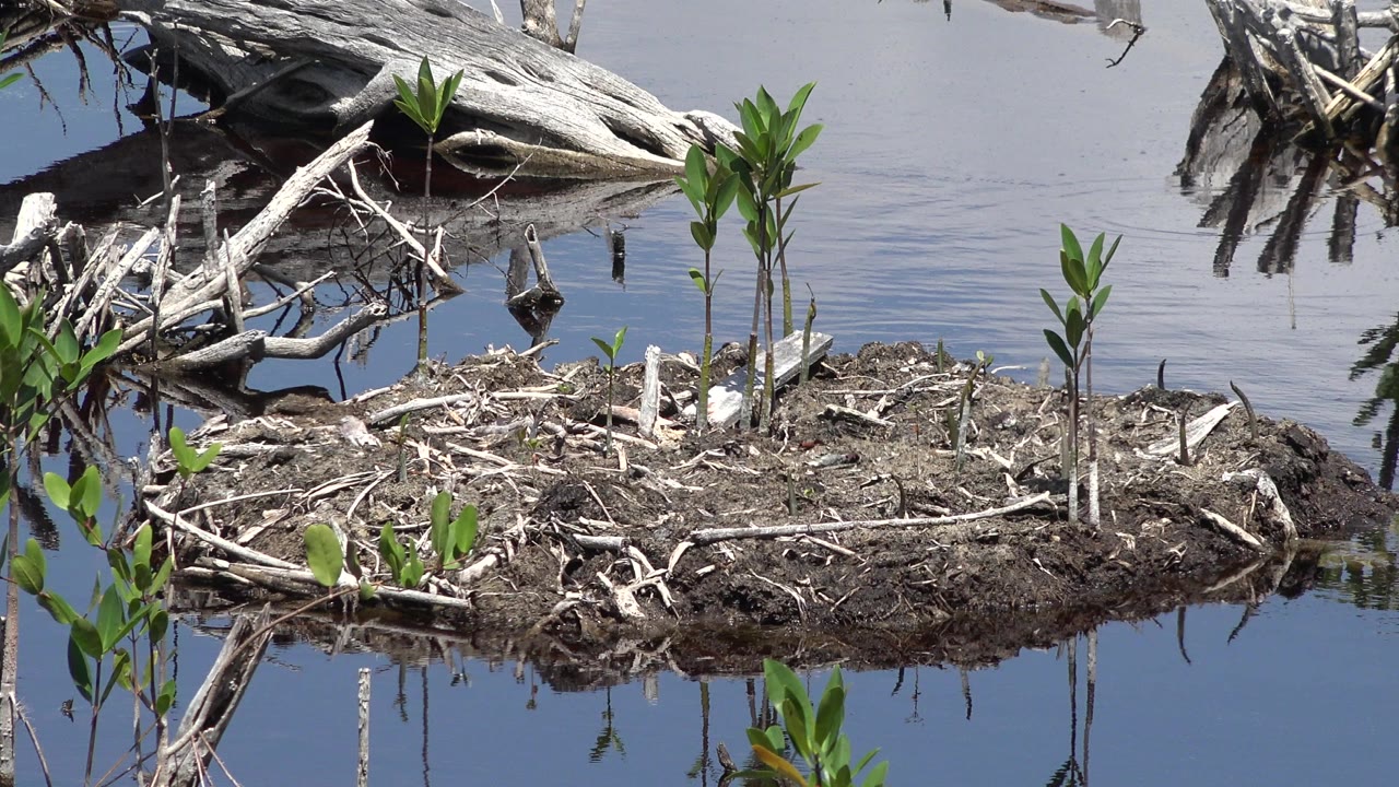 A muddy wetland mound with small green plants and pale driftwood roots sits above reflective water in Playa Del Carmen, Mexico, with no visible people.