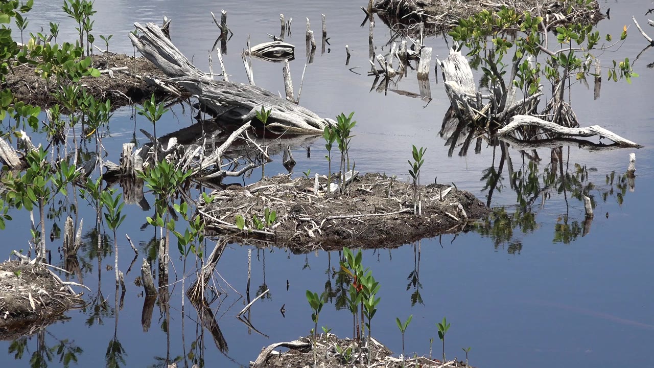Close view of swamp water in Playa del Carmen, Mexico, with pale dead branches, muddy plant clumps, reflections, and no visible people.