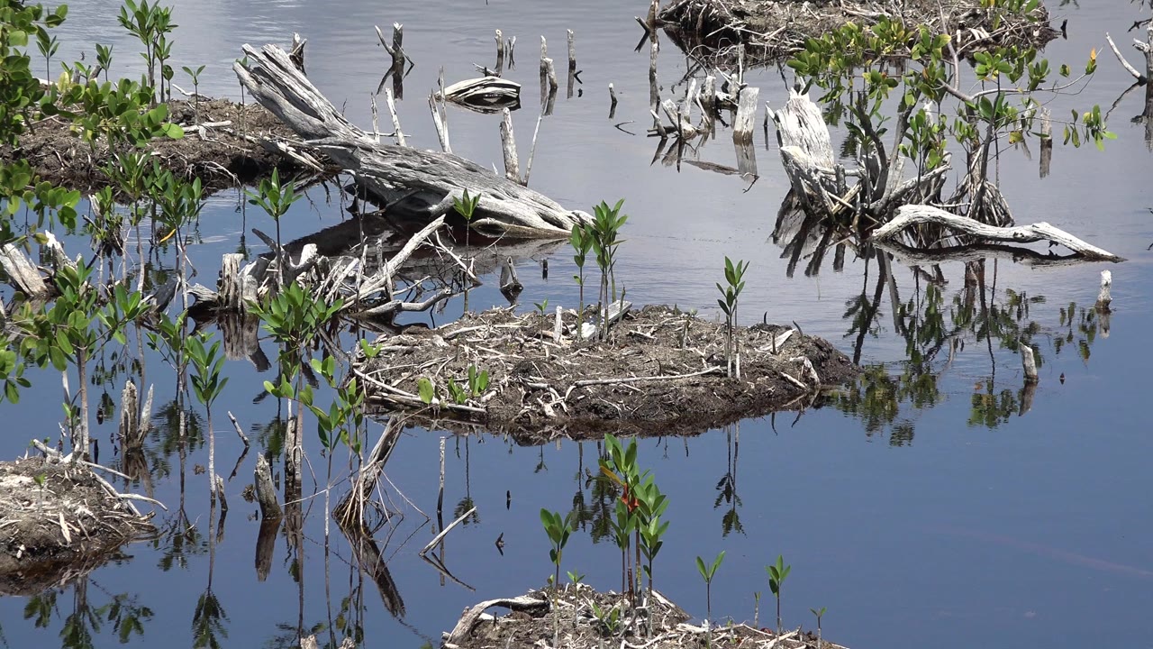 Second view of the Playa del Carmen wetland shows scattered bleached branches, small mangrove-like shrubs, dark reflections, and no visible people.