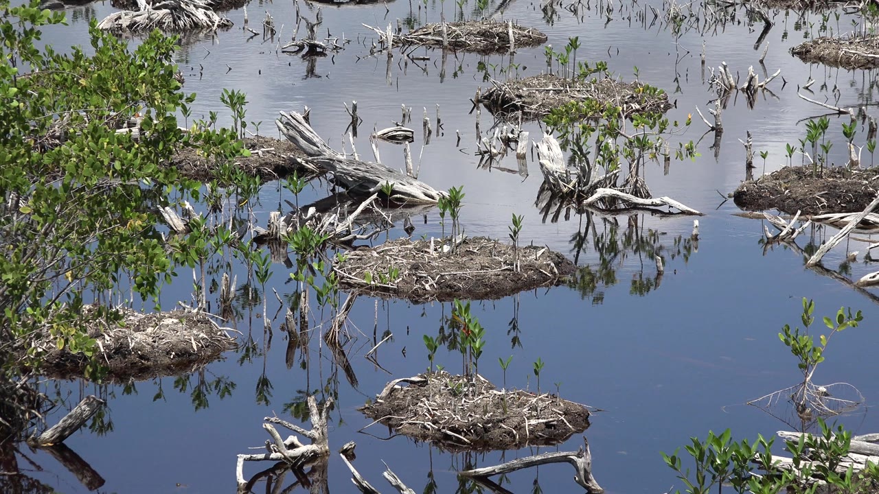Wider swamp view with driftwood, shrubs, and open water.