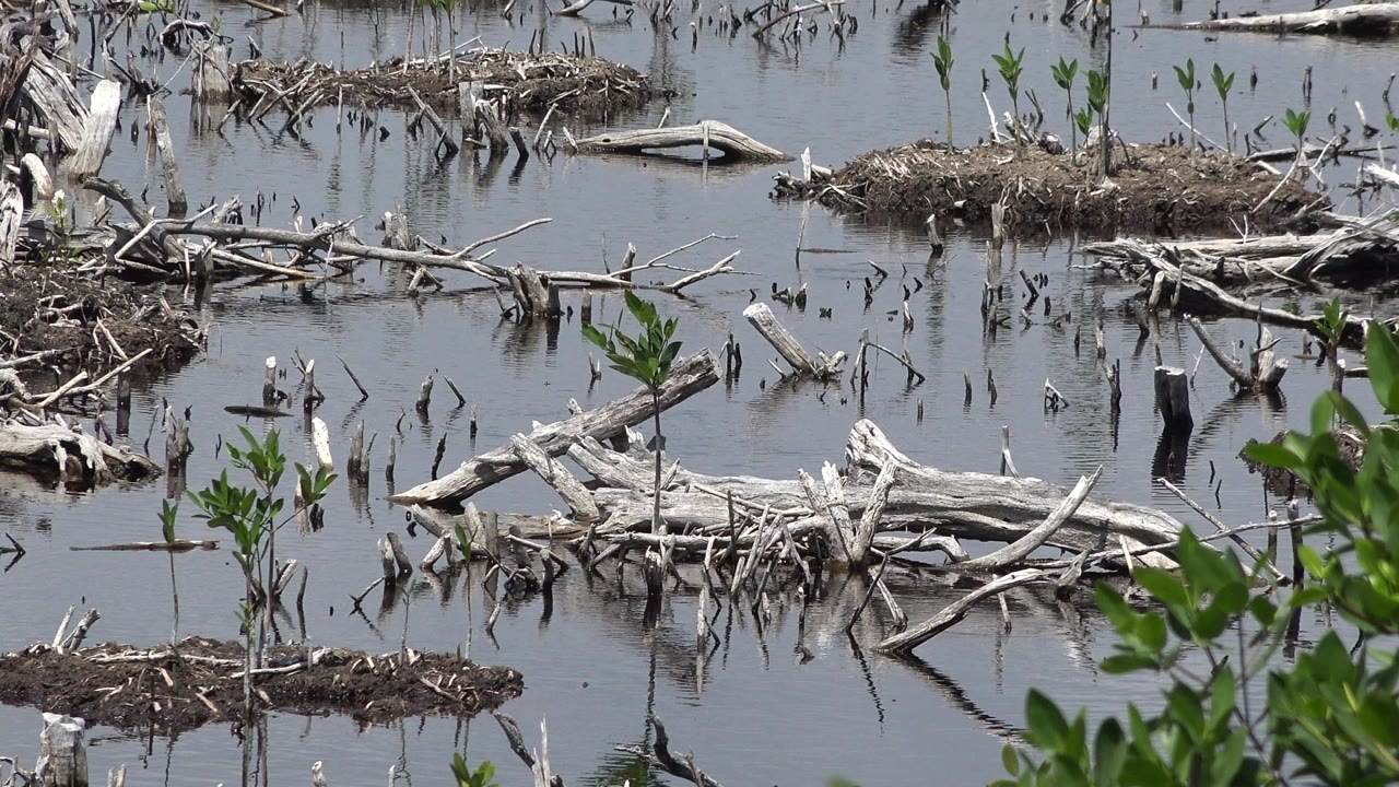 Shallow marsh water with driftwood and small plants