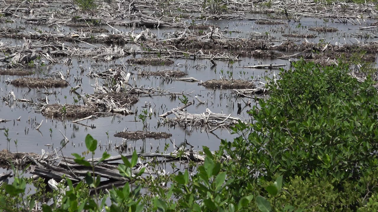 Early frame of a Playa del Carmen marsh with shallow water, scattered pale branches, foreground green shrubs, and no visible people.