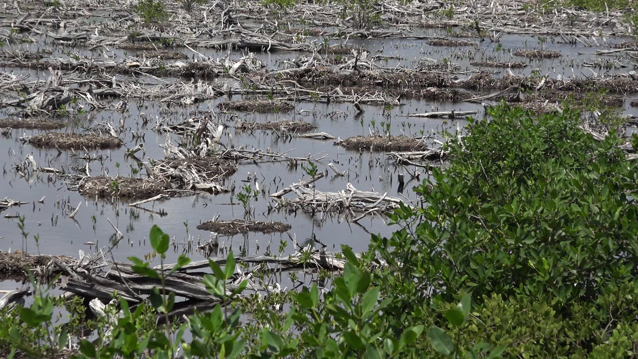 Second frame shows the Playa del Carmen wetland still close to the foreground shrub, with waterlogged branches spread across the marsh and no visible people.